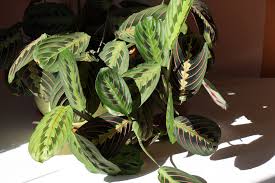 Printre florile de cameră care nu iubesc lumina se numără filodendronul, limba soacrei, dar şi aspidistra, acestea fiind ideale pentru apartamentele mai umbroase. Cum Ingrijesti Plantele Si Florile De Apartament Ghid Practic