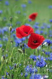 Poppy And Cornflowers Idyll Love Flowers Poppy Flower Wild Flowers