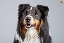 The structure and colors of the coat varies. Border Collie Dog Breed Facts Highlights Buying Advice Pets4homes