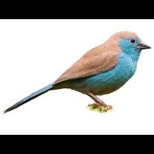 Image result for Volusia amboinensis