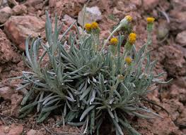 Image result for Senecio purpureus