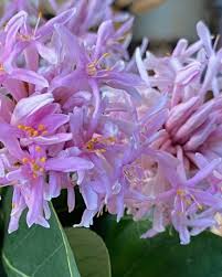 Image result for Dais cotinifolia