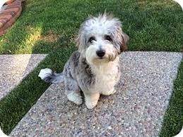 Havanese poodle mix puppies for sale in california. Pleasanton Ca Havanese Meet Annie A Pet For Adoption