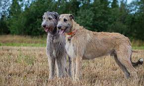 See full list on petguide.com Irish Wolfhound Breed Characteristics Care Photos Bechewy