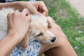 How can you tell if your dog has fleas? How To Tell If Your Dog Has Fleas 6 Simple Ways To Find Out For Sure