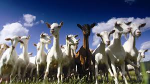 Deal direct with a registered breeder. Dairy Goat Nlis Feedback Sought Queensland Country Life Queensland