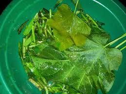 Anda bisa melakukan cara alami untuk menurunkan demam. Daun Jarak Untuk Obat Panas Anak Kompasiana Com