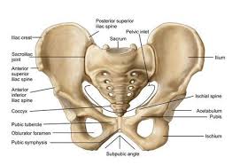 Two hip bones, the pubic symphysis, the sacrum and the coccyx, the fifth lumbar vertebra with intervertebral disc. Pin On Muscles And Joints Anatomy