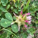 Image result for Trifolium spumosum