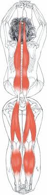 Paschimottanasana Yogaanatomy Net Pranayama Yoga Yoga Anatomy Yoga Muscles