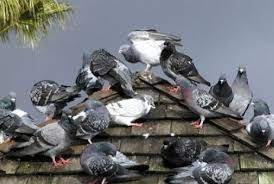 The product is generally highly. Bird Control How To Effectively Get Rid Of Pesky Birds Pest Control Services Wellington Bird Control Pest Birds Bird Deterrents