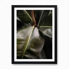 Image result for Ficus bubu