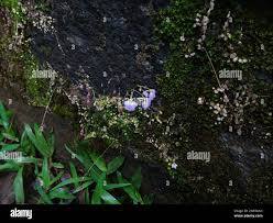 Image result for Utricularia striatula