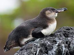 While they are still considered as endangered, their population has recovered significantly! Galapagos Penguin Ebird
