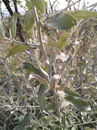 Image result for Tarchonanthus trilobus