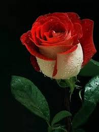 Vaizdo Rezultatas Pagal Uzklausa صور ورد جوري جميل Beautiful Roses Beautiful Flowers Flowers