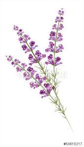 Pin By Thamara On Tattoo Lavender Tattoo Heather Flower Flower Tattoos