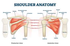 We did not find results for: Shoulder Pain Treatment Mississauga Etobicoke Physionow