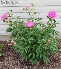 I wanted to do this right so i picked the brain of experts at the garden center on how to plant peonies so they bloom like this! Pin On Yard