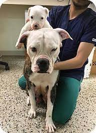 American Bulldog Puppy And Mama Dog For Adoption In Miami Florida Lucy And Carole Rescue Gr American Bulldog American Bulldog Puppies Puppy Adoption