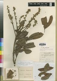 Image result for Aporrhiza