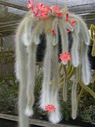 Kedi Kuyrugu Cactus Care Cactus Plants Cactus Flower