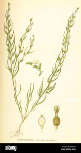 Image result for Thesium singulare