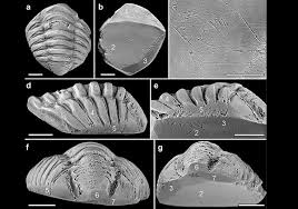 Emmaclarkee nude leaks a younger girl with ample zest,