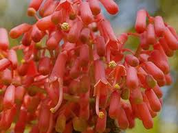 Image result for Hildegardia