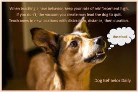 Upward Dog Training Counseling Home Facebook