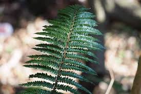 Image result for Cnestis polyphylla