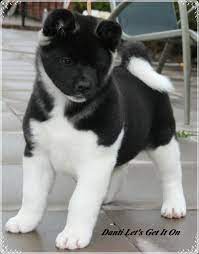 Lol Cute Animals Akita Puppies Cute Animals Cute Dogs