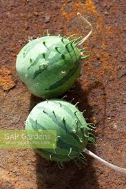 Image result for Cucumis myriocarpus