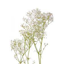 Types Of Babys Breath Flower Best Flower Wallpaper