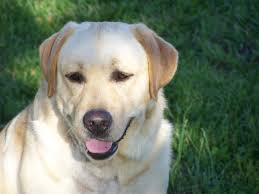 Fairlane Paradocs Barry Berry