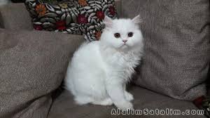 Izmir Satilik Iran Chinchilla Kedi 3345400 Alalimsatalim Com