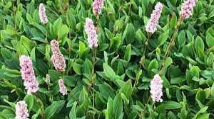 Image result for Persicaria madagascariensis