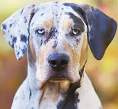 Best Dog Food For Catahoula Leopard Dogs 2019 Top Picks