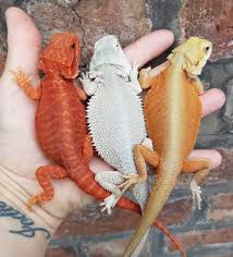 We did not find results for: Dragonmorphs Co Uk Bearded Dragon Breeder Home Facebook