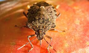 Image result for Stemodiopsis buchananii