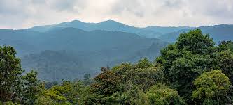 Image result for Rhipidoglossum globulosocalcaratum