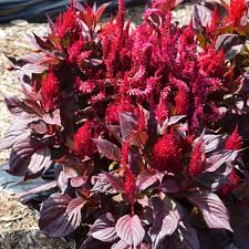 Image result for Celosia