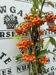 Image result for Pyracantha coccinea golden charmer