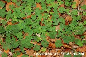 Image result for Oxalis procumbens