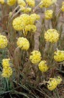 Image result for Gnidia kraussiana