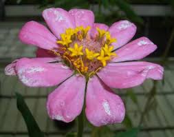 Image result for Phyllanthus pseudoniruri