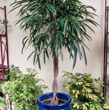 Ficus ( or) is a genus of about 850 species of woody trees, shrubs, vines, epiphytes and hemiepiphytes in the family moraceae. Ficus Better Homes Gardens
