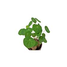 Image result for Stephania cyanantha