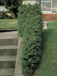 Image result for Malpighia