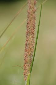 Image result for Cenchrus macrourus